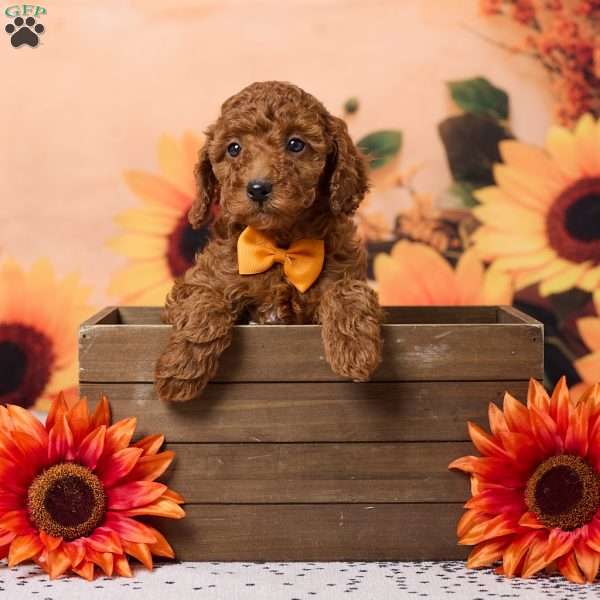 Coby, Miniature Poodle Puppy